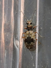 Lachnophorus elegantulus
