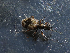 Lachnophorus elegantulus