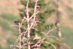 Loxia sinesciuris