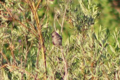 Loxia sinesciuris