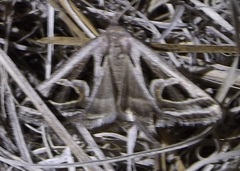 Callistege intercalaris