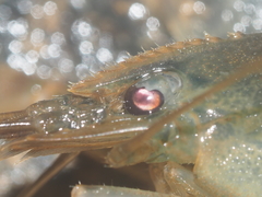 Macrobrachium pilimanus