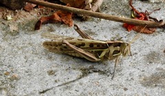 Cyrtacanthacris tatarica