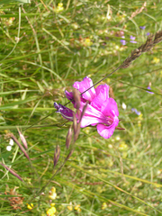 Gladiolus kotschyanus