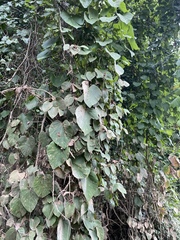 Aristolochia tomentosa