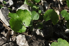Ranunculus fallax