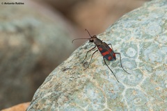 Cicindela sommeri