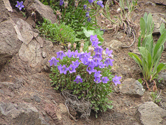 Campanula tridentata