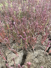 Salicornia rubra