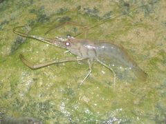 Macrobrachium sintangense
