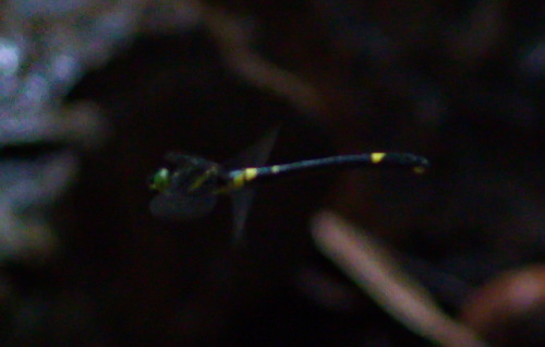 Chlorogomphus arooni
