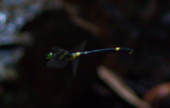 Chlorogomphus arooni