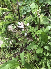 Astragalus robbinsii