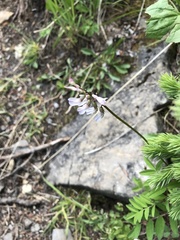 Astragalus robbinsii