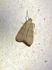 Basacallis tarachodes