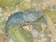 Macrobrachium pilimanus
