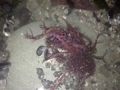 Chondracanthus chamissoi