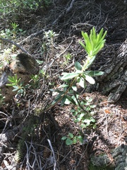Rhododendron groenlandicum