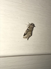 Plagiomimicus pityochromus