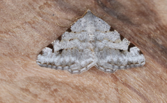 Digrammia denticulata