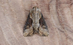 Lateroligia ophiogramma