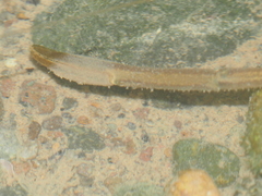 Macrobrachium sintangense