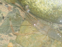 Macrobrachium sintangense