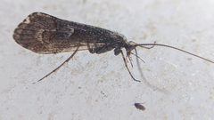 Glyphopsyche irrorata