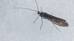 Glyphopsyche irrorata