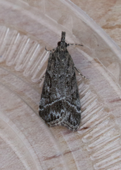Eudonia rectilinea