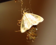 Crocidophora tuberculalis