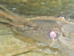 Macrobrachium sintangense