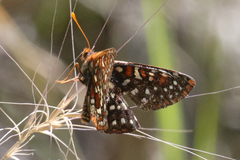 Euphydryas anicia