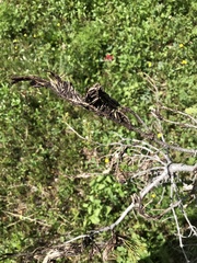 Herpotrichia juniperi