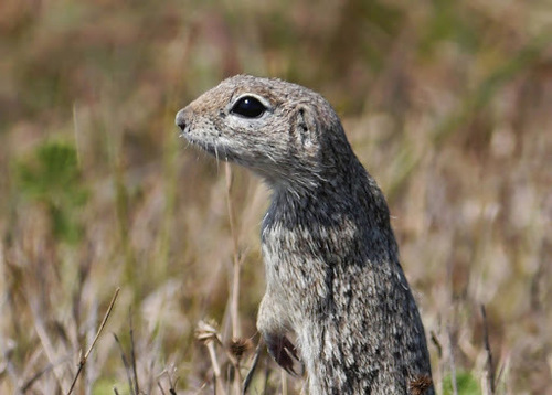 Spotted Ground Squirrel