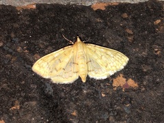 Polygrammodes flavidalis