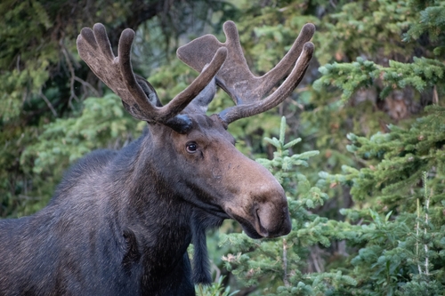 Moose photographed in Utah