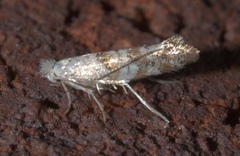 Cameraria hamadryadella