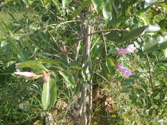 Cryptostegia