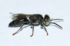 Tachytes intermedius