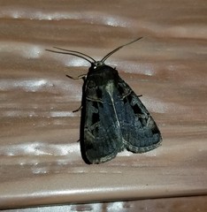 Pseudohermonassa tenuicula