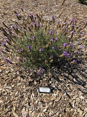 Glandularia lilacina