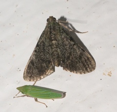 Epipaschia superatalis