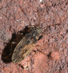 Pseudopachybrachius basalis