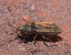 Pseudopachybrachius basalis