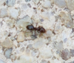 Brachymyrmex patagonicus