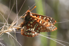 Euphydryas anicia