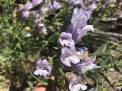Penstemon lyallii