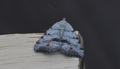 Macaria quadrilinearia