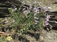 Penstemon lyallii